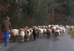 Straßenteilnehmer 'Schafherde'