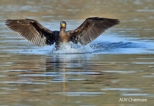 Kormoran