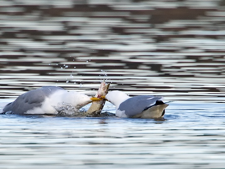 Mittelmeermöwen