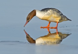 Gänsesäger