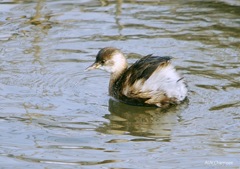 Zwergtaucher