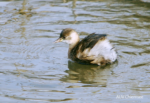 Zwergtaucher