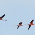 Flamingos  -  5 Flieger