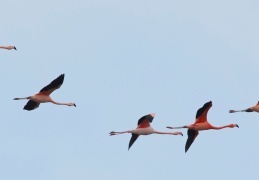 Flamingos  -  5 Flieger
