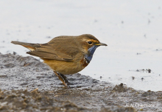 Blaukehlchen