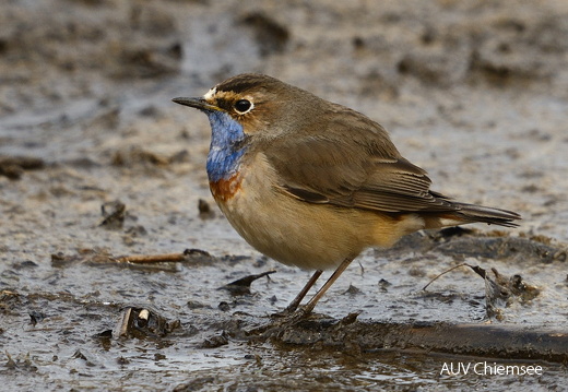 Blaukehlchen