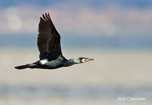 Kormoran  ...