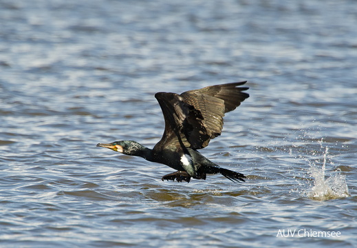 Kormoran
