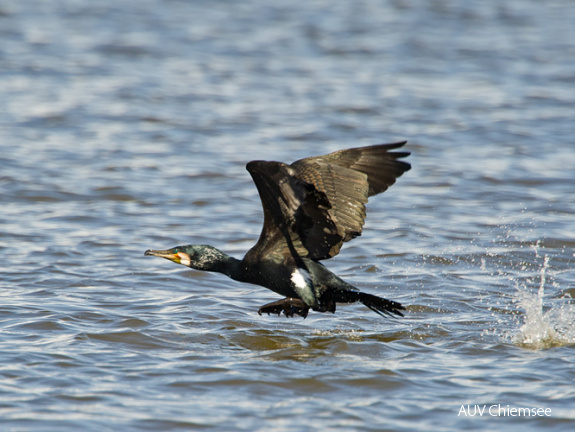 Kormoran