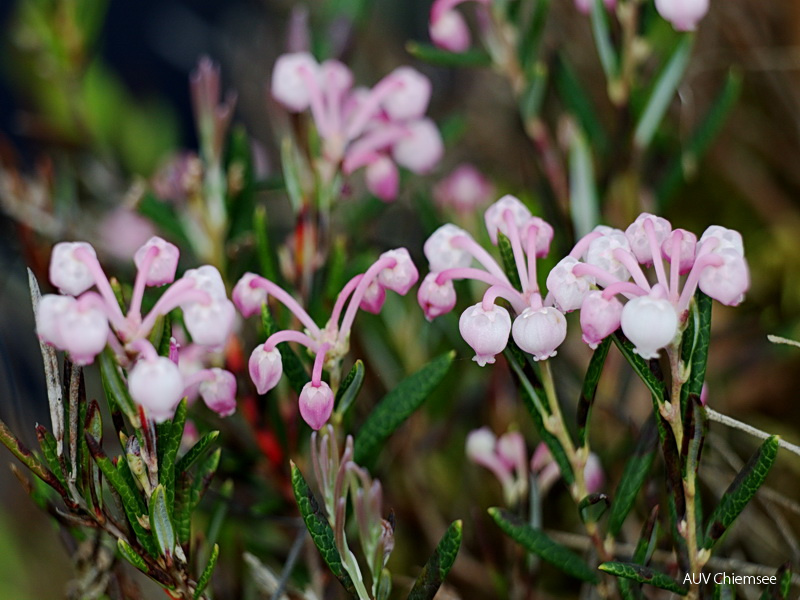 Rosmarinheide