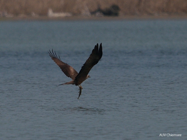 AktNatBeo-130500-jz-Schwarzmilan_HB_JZI_8578.jpg