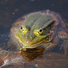 Teichfrosch