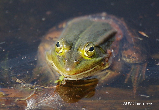 Teichfrosch