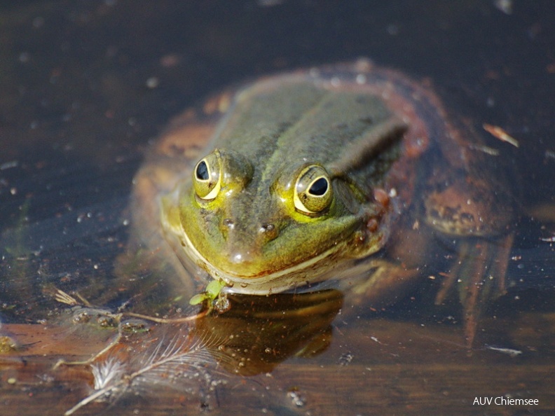 AktNatBeo-130500-jz-Teichfrosch_KF_JZI_1110.jpg