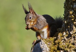 AktNatBeo-130500-jz-Eichhoernchen_JZI_1034