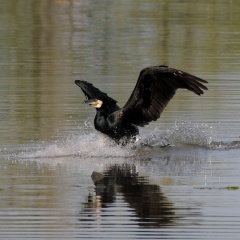 Kormoran