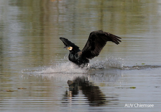 Kormoran