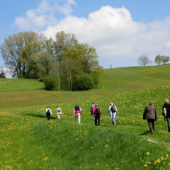 Frühlingswiesen