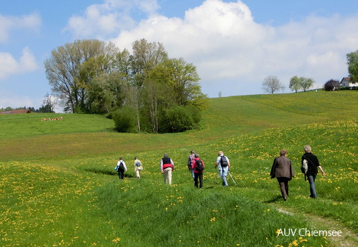 Frühlingswiesen
