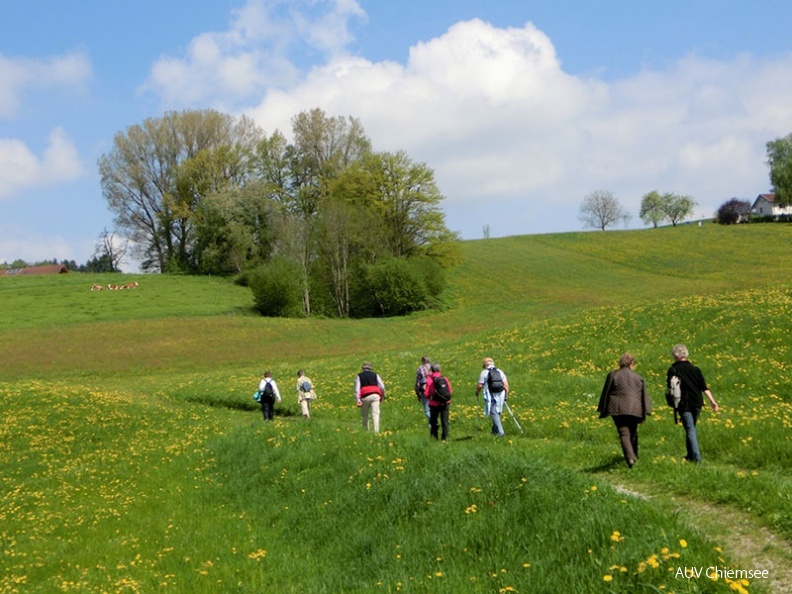 <br />
<a href="http://www.chiemseeagenda.de/thema/72/artikel/eine-wanderung-durch-fruehlingswiesen" target="_blank"><u>mit einem <i><b>Mausklick!</b></i> <br />
zum Tagebucheintrag<br />
mit weiteren Fotos</u></a><br />auf dem Weg zur Ratzinger Höhe / 5.05.2013<br />
Foto: Hanns Senger AktNatBeo-bg-10-CIMG1566.jpg