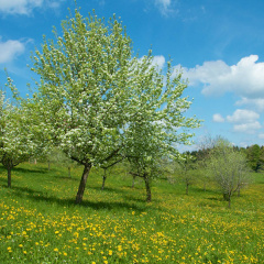 Obstbaumblüte  ...