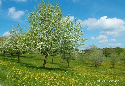 Obstbaumblüte  ...