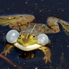 Teichfrosch