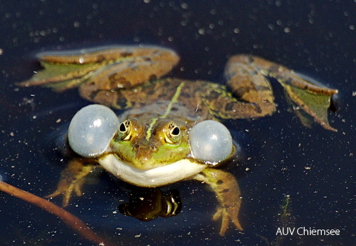 Teichfrosch