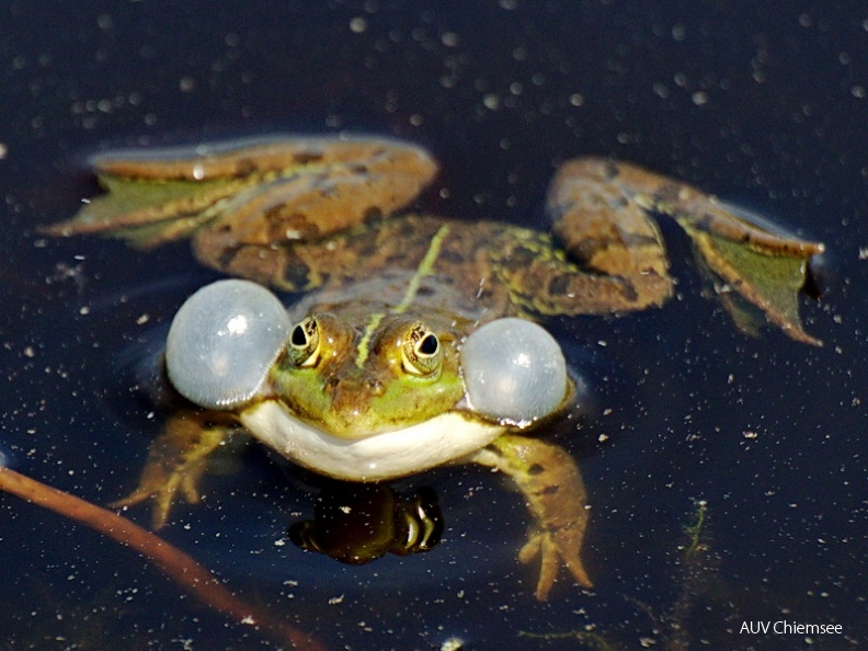 AktNatBeo-130509-jz-Teichfrosch_JZI_1208.jpg