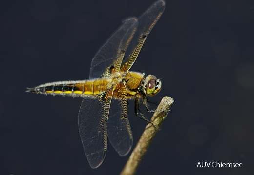 Vierfleck Libelle