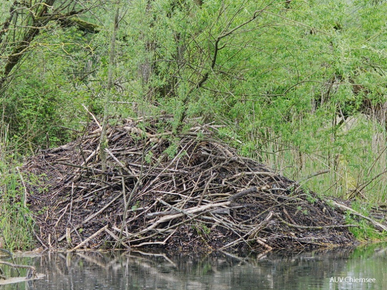 AktNatBeo-130515-jz-Biberburg_JZI_1273.jpg