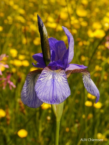 AktNatBeo-130519-ha-k-1Blumen-Pracht.jpg