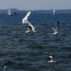 &quot;Flugverkehr&quot; am Chiemsee  ...