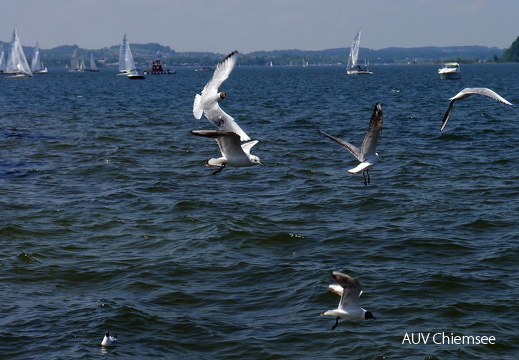 &quot;Flugverkehr&quot; am Chiemsee  ...