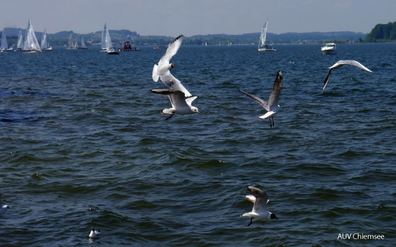 AktNatBeo-130519-ha-k-1Flugverkehr_am_Chiemsee.jpg