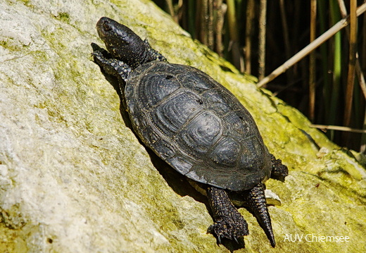Sumpfschildkröte