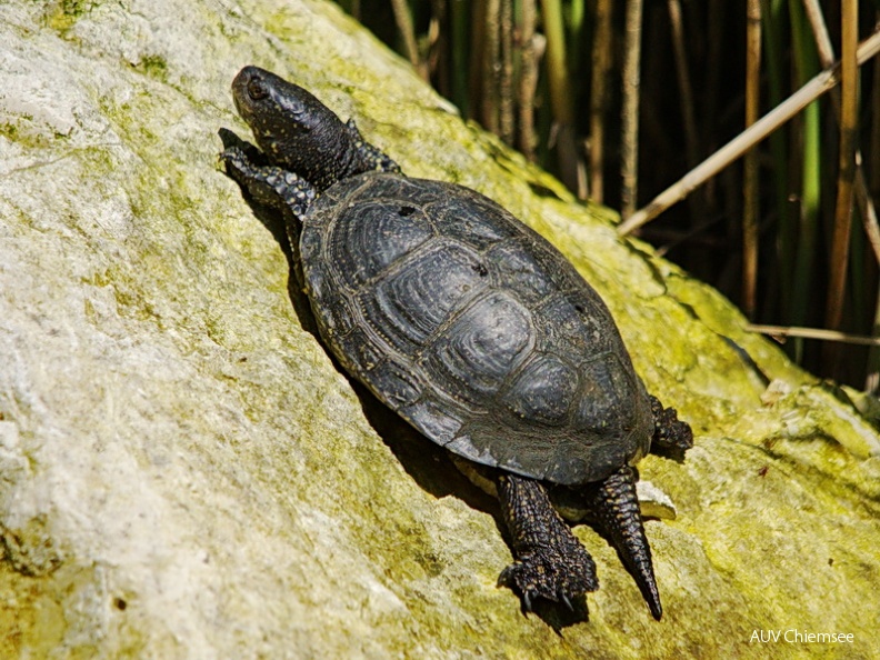 AktNatBeo-130528-jz-Sumpfschildkroete_JZI_1505.jpg