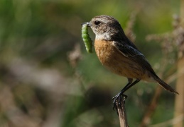 Schwarzkehlchen - Weibchen