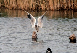 Lachmöwe