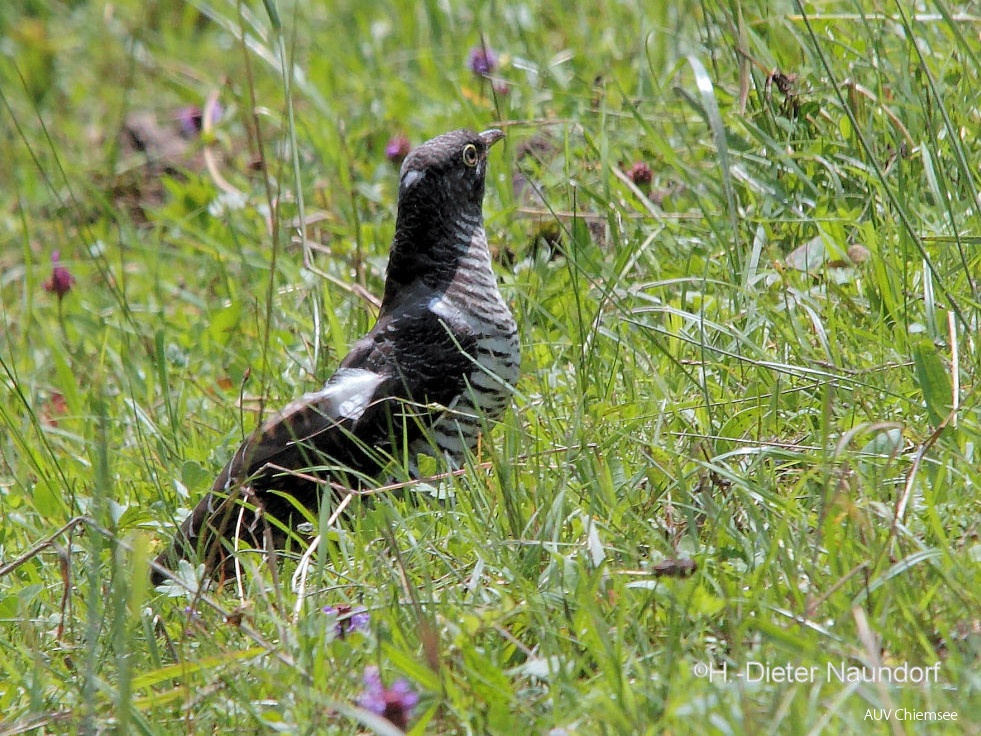 Kuckuck - Jungvogel  ...