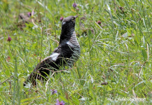 Kuckuck - Jungvogel  ...