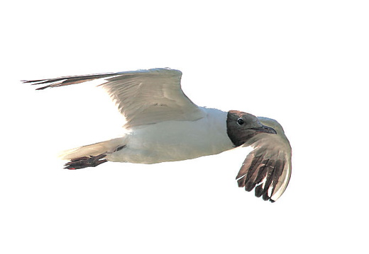 Lachmöwe