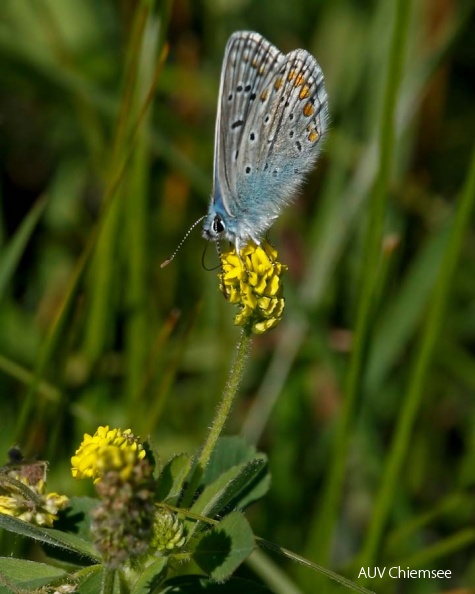 AktNatBeo-130722-mm-Bla__uling_Manitz.jpg