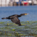 Kormoran