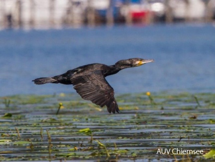 Kormoran