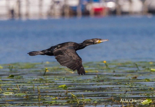 Kormoran