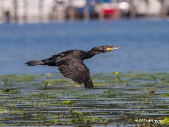 Kormoran