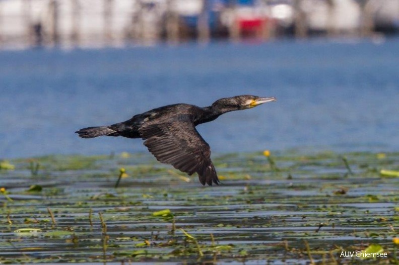 Kormoran
Mit einem Klick! zur Fotogeschichte mit weiteren Bildern
Beobachtungsturm Irschener Winkel / 22. Juli 2013/ Foto: Andreas Hartl
AktNatBeo-130722-ah-Kormoran-IW.jpg