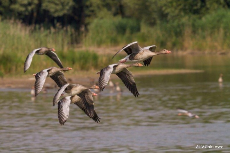 Graugänse
Mit einem Klick! zur Fotogeschichte mit weiteren Bildern
Beobachtungsturm Lachsgang / 22. Juli 2013/ Foto: Andreas Hartl
AktNatBeo-130722-ah-Graugaense.jpg