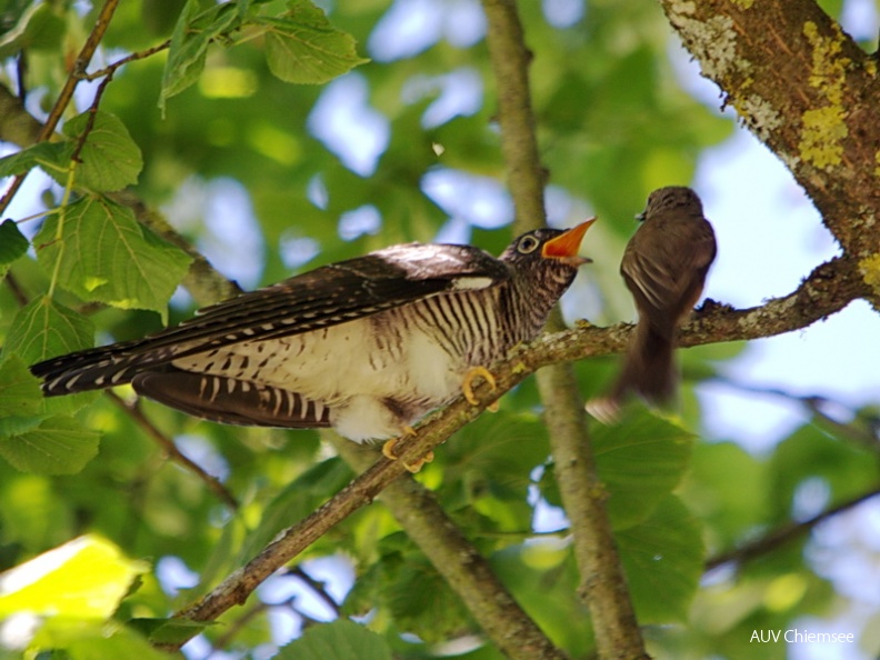 Kuckuck - Jungvogel